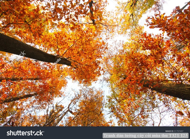 Tranh dán tường cây cối mùa thu T321-125